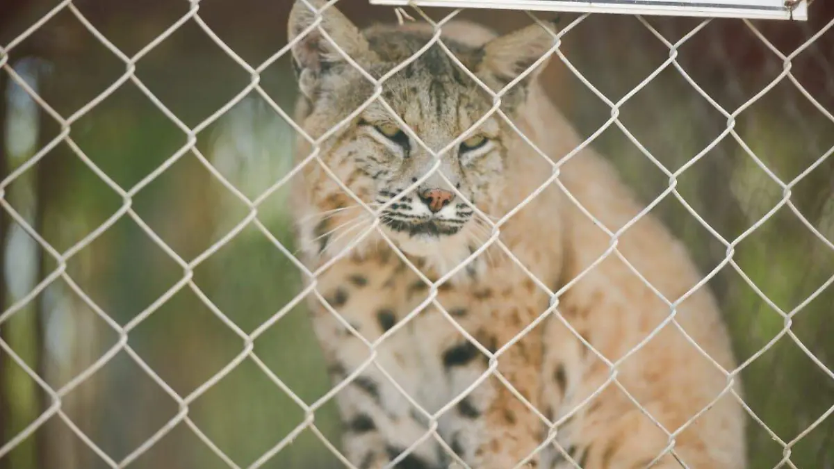 Jaguar, animales de zoológico (1)